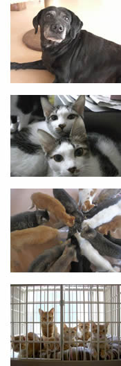 引取り 保護の依頼 Npo法人 犬猫みなしご救援隊 公式サイト